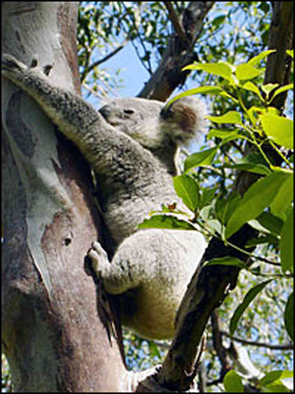 Koala