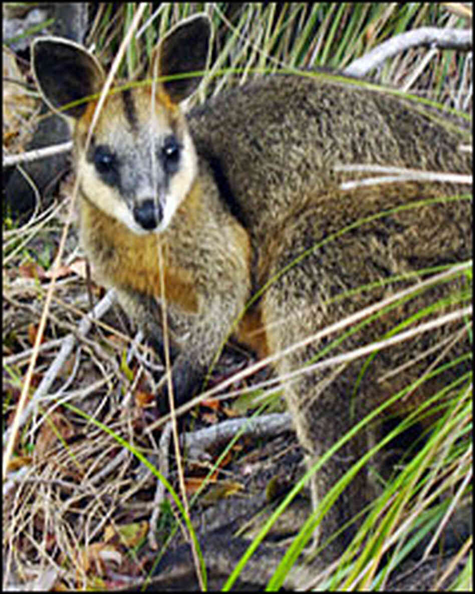 Wallaby