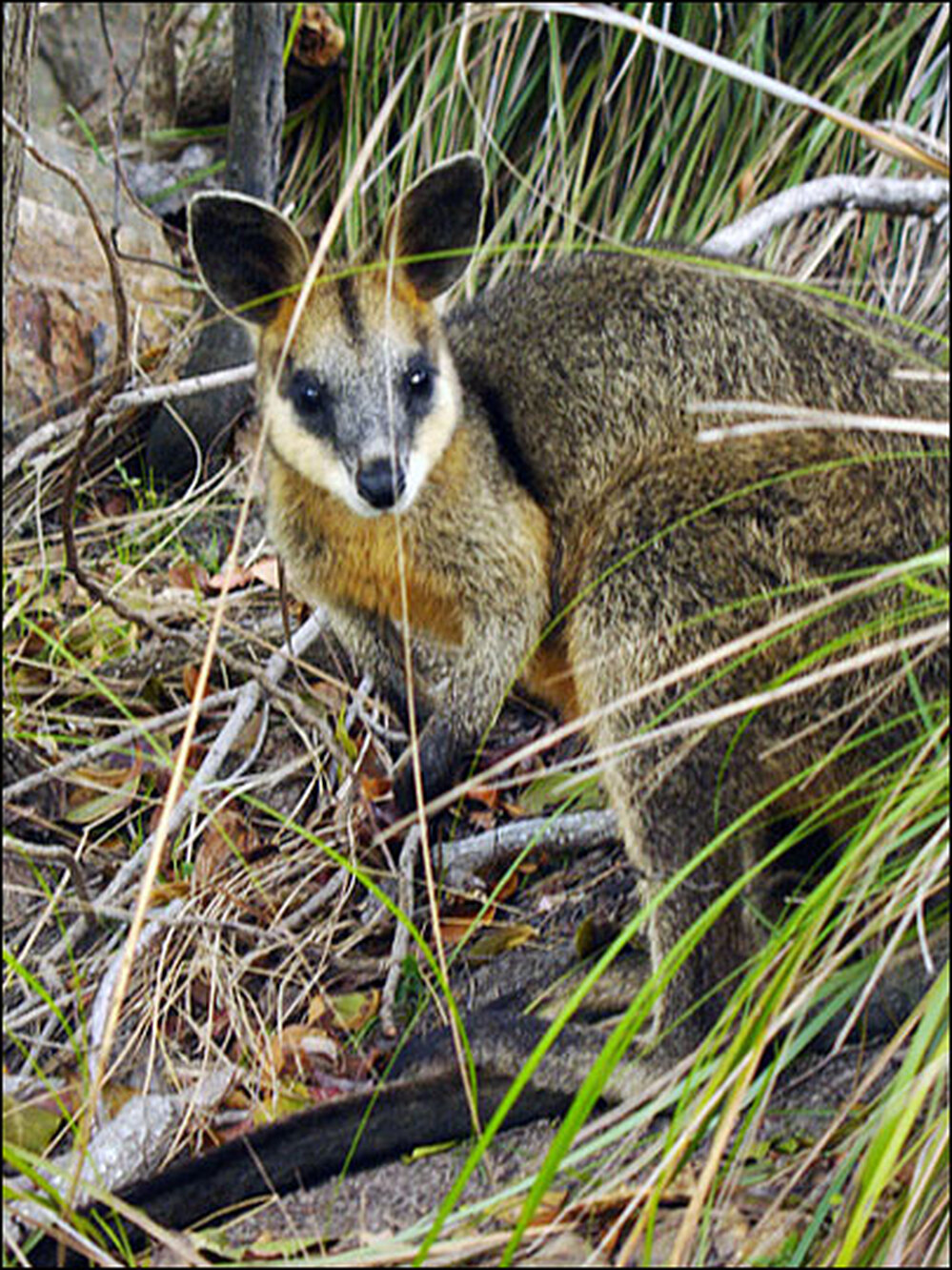Wallaby