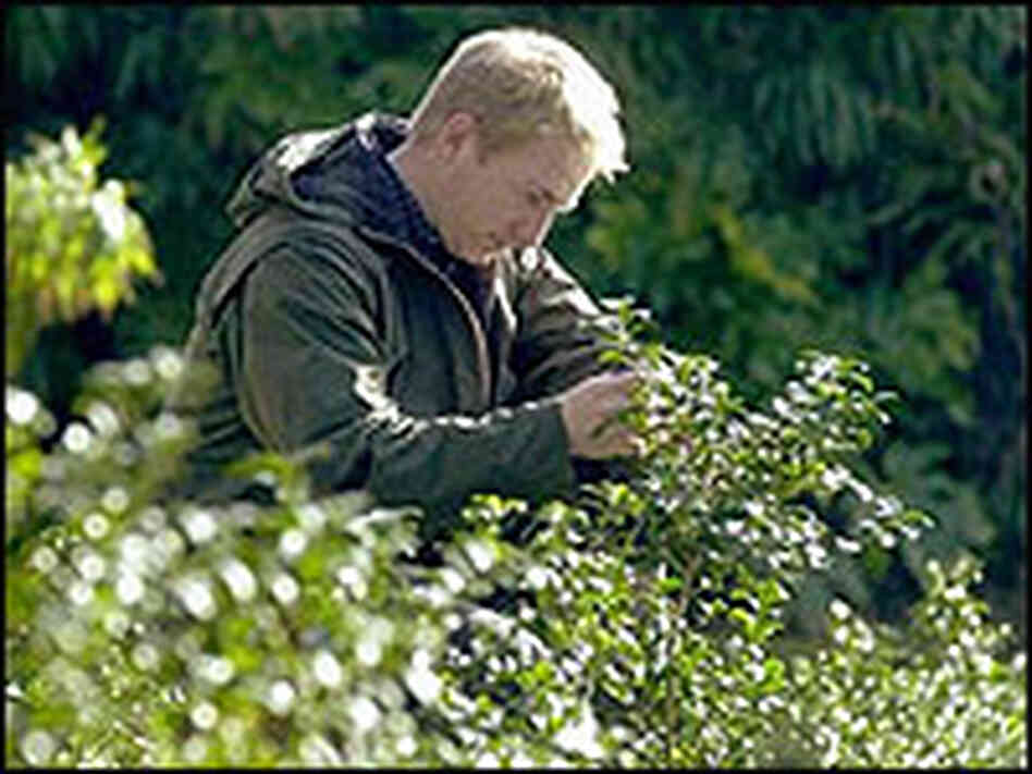 Jonathan Jones, head gardener at Tregothnan estate in Cornwall, amidst his tea crop. Jonathan Jones, head gardener at Tregothnan estate in Cornwall, amidst his tea crop.