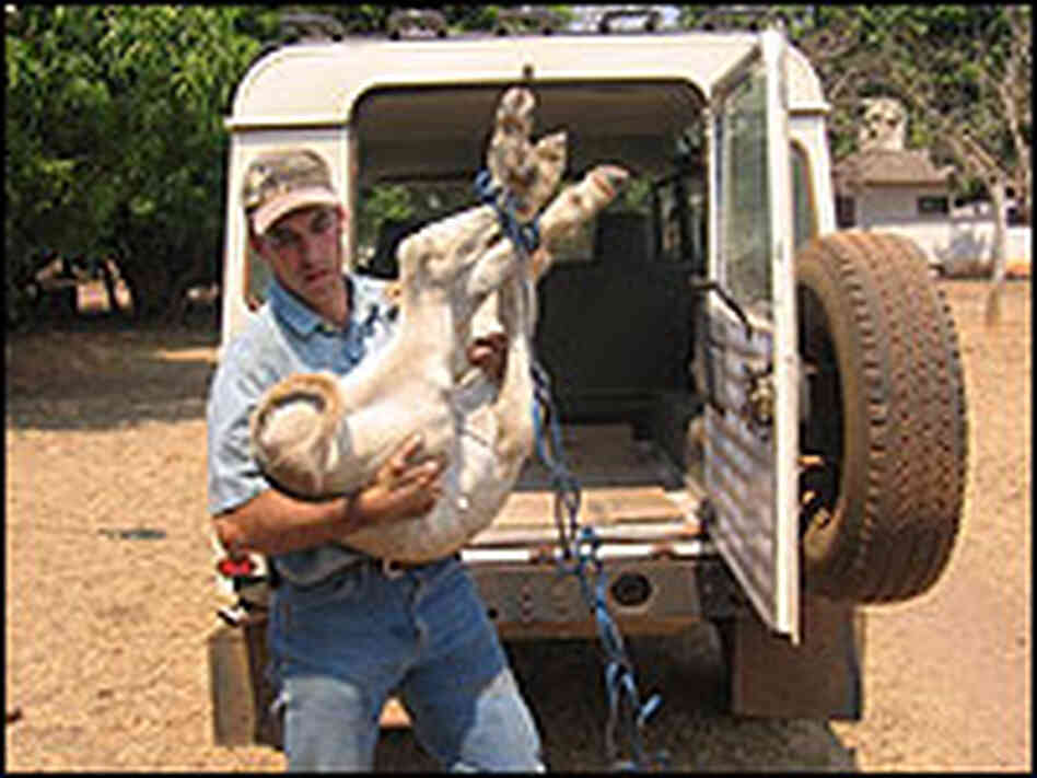 John Carter, an American rancher living in Brazil, rounds up a calf.