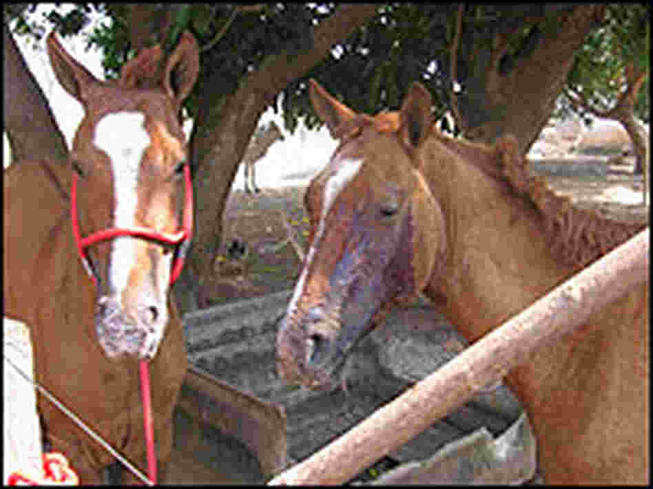 Horses burned by a ranch fire.