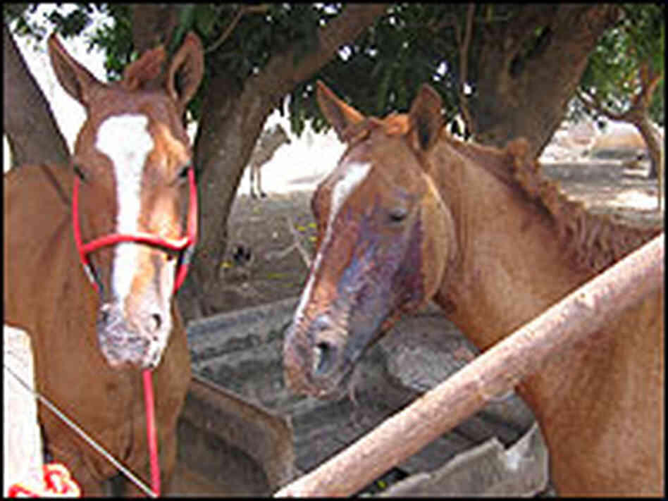 Horses burned by a ranch fire.