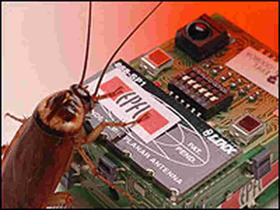 A cockroach and a boxy robot coated with cockroach scent.