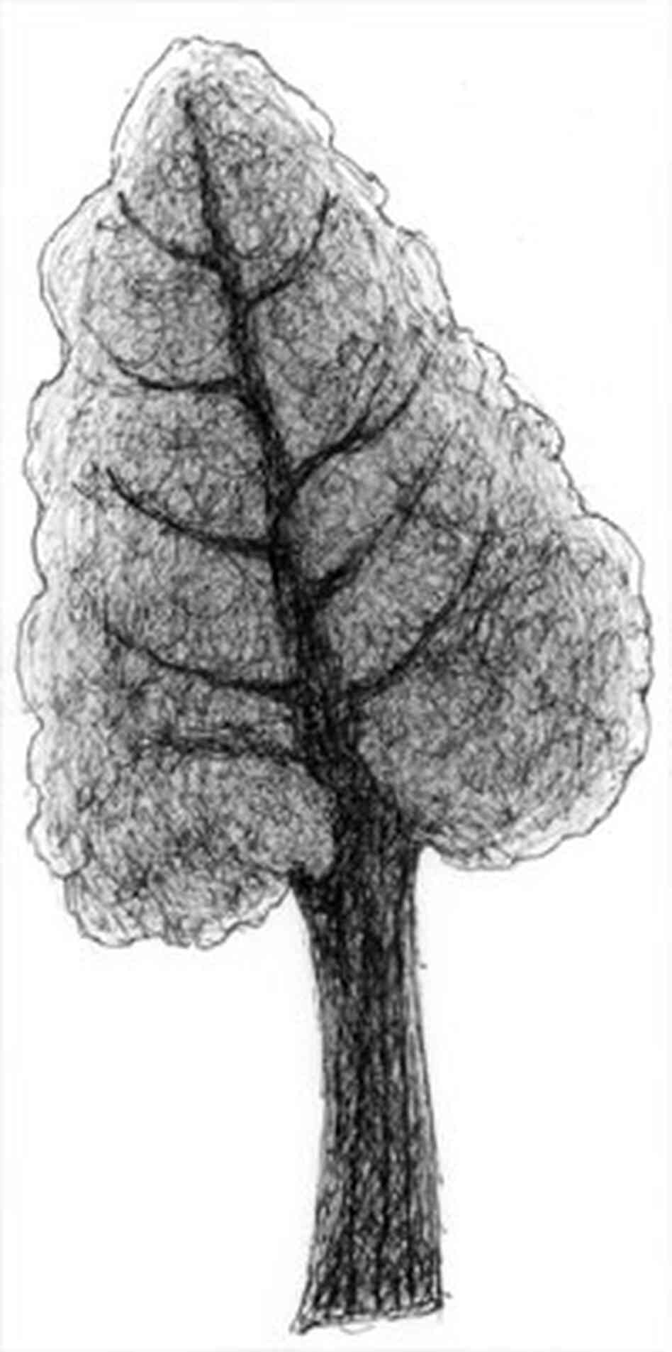 Drawing of chard Drawing of chard