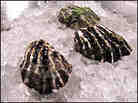 Kumamotos