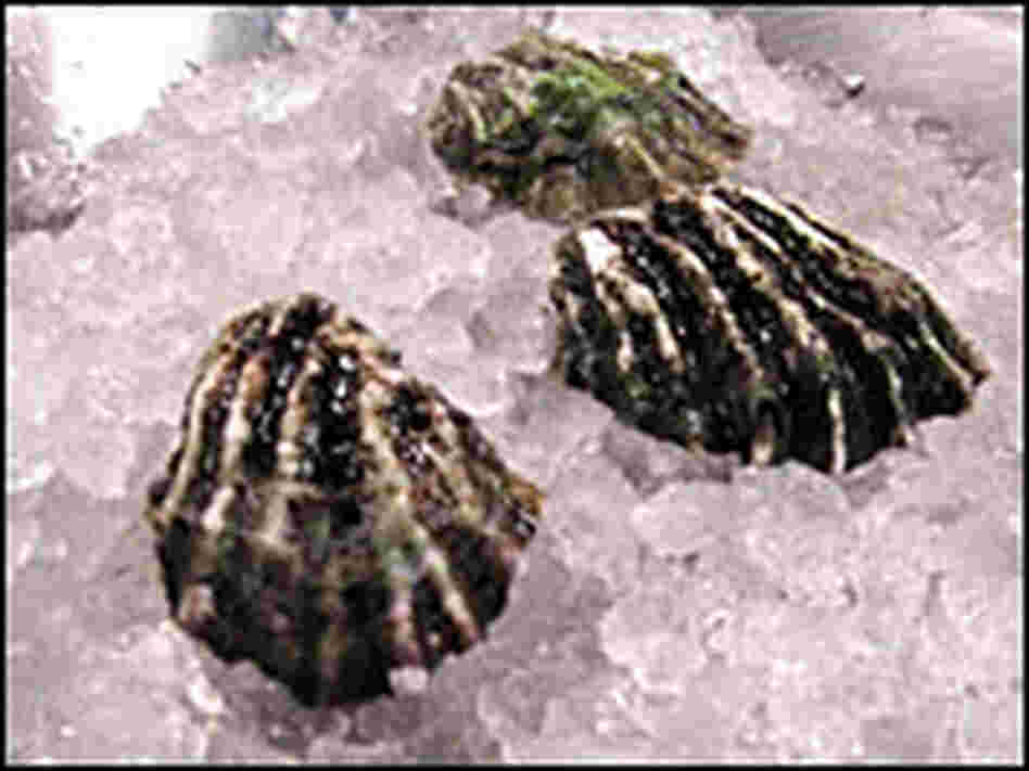 Kumamotos