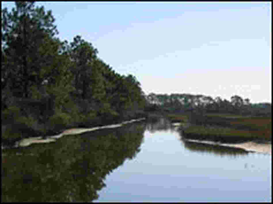 A salt marsh on the edge of West Bay in Florida.