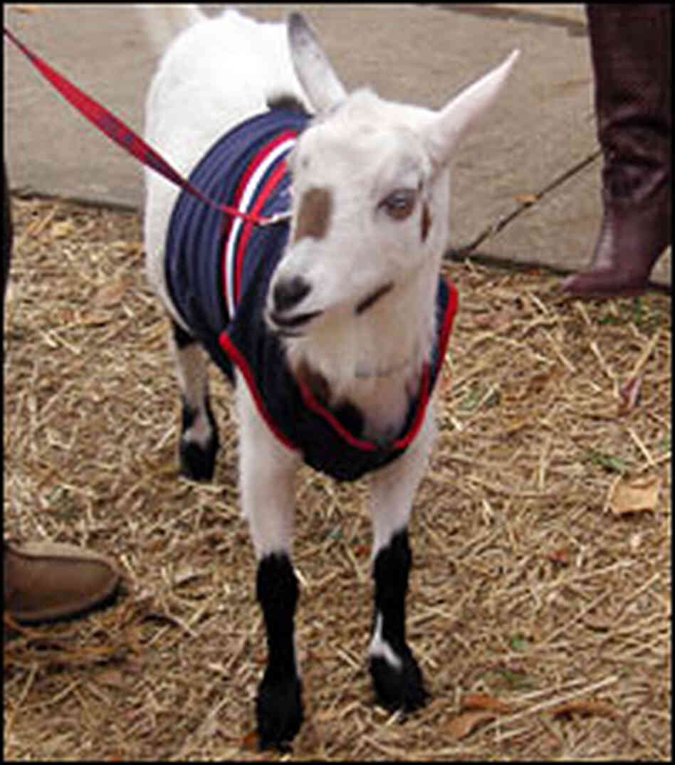 Lanie the Ole Miss Goat Lanie the Ole Miss Goat