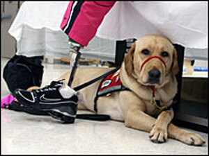 Lyla, Sue Downes' assistance dog, waits patiently.