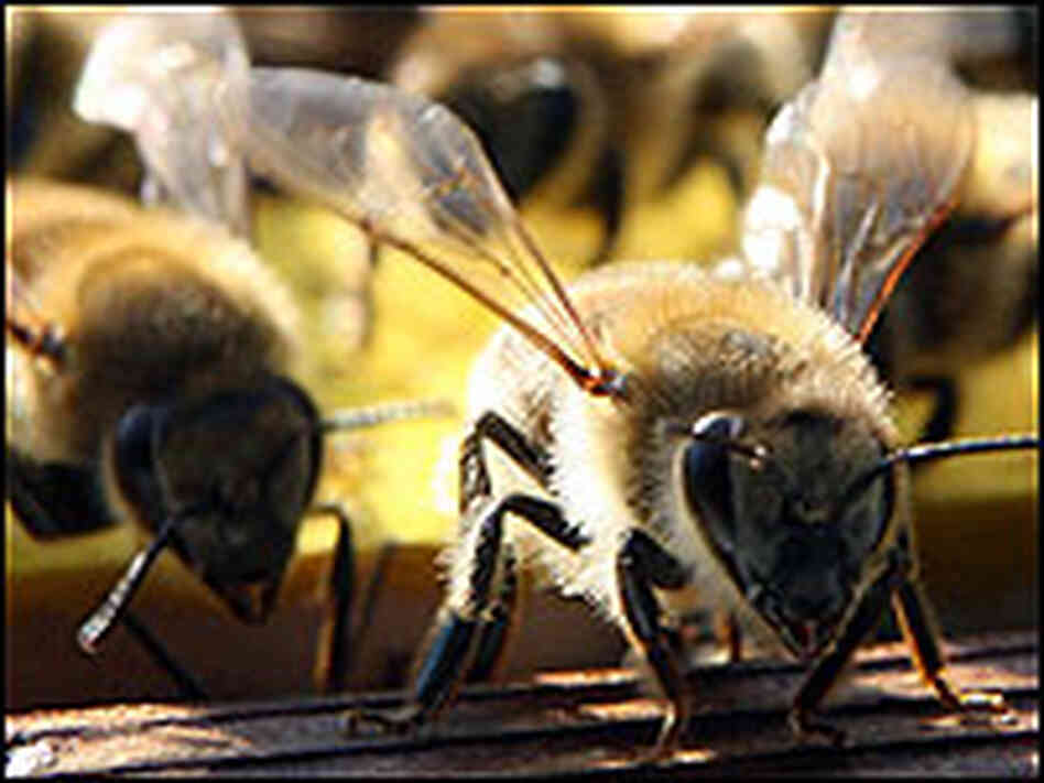 Honey bees from the U.K.