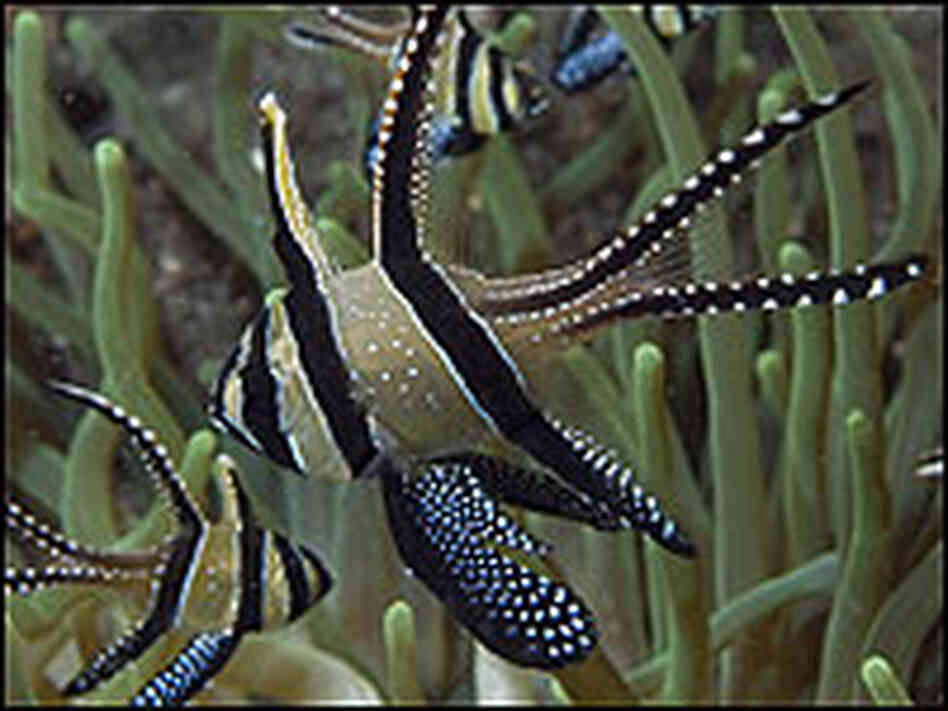 Banggai Cardinal Fish. Banggai Cardinal Fish.