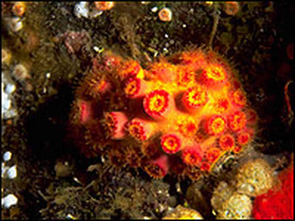 Floreana Coral. Floreana Coral.