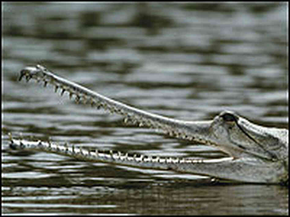 Gharial crocodile. Gharial crocodile.