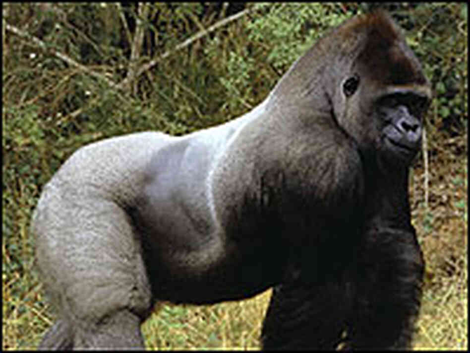 Western Gorilla. Western Gorilla.