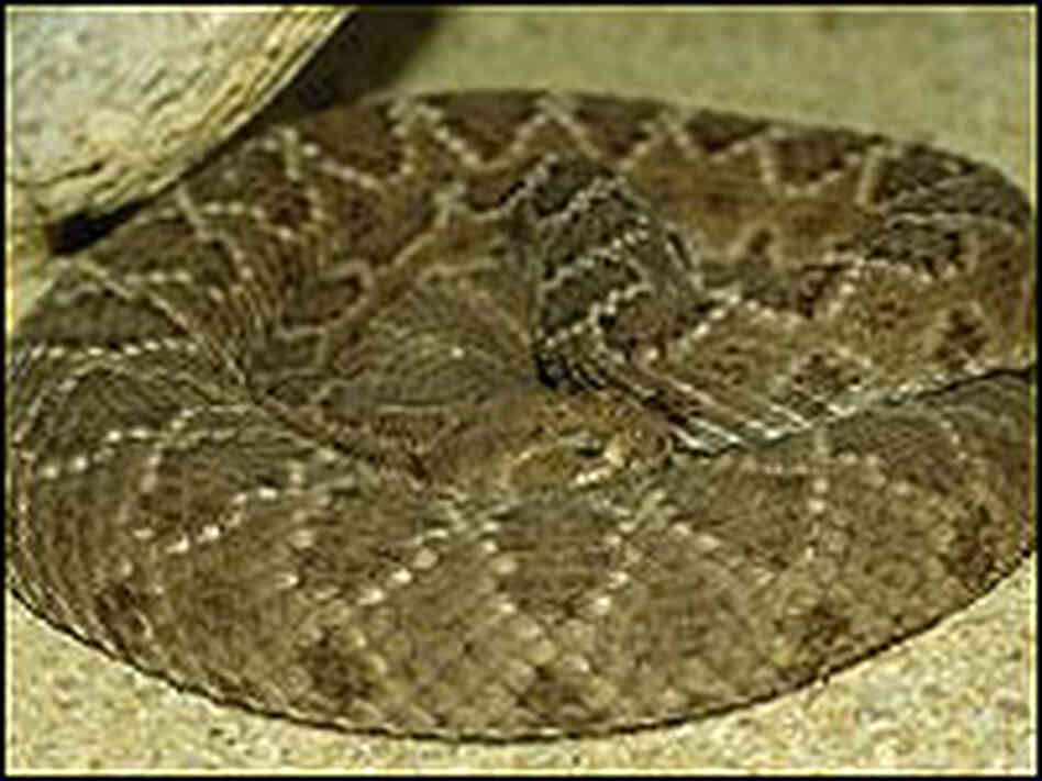 Santa Catalina Island Rattlesnake. Santa Catalina Island Rattlesnake.