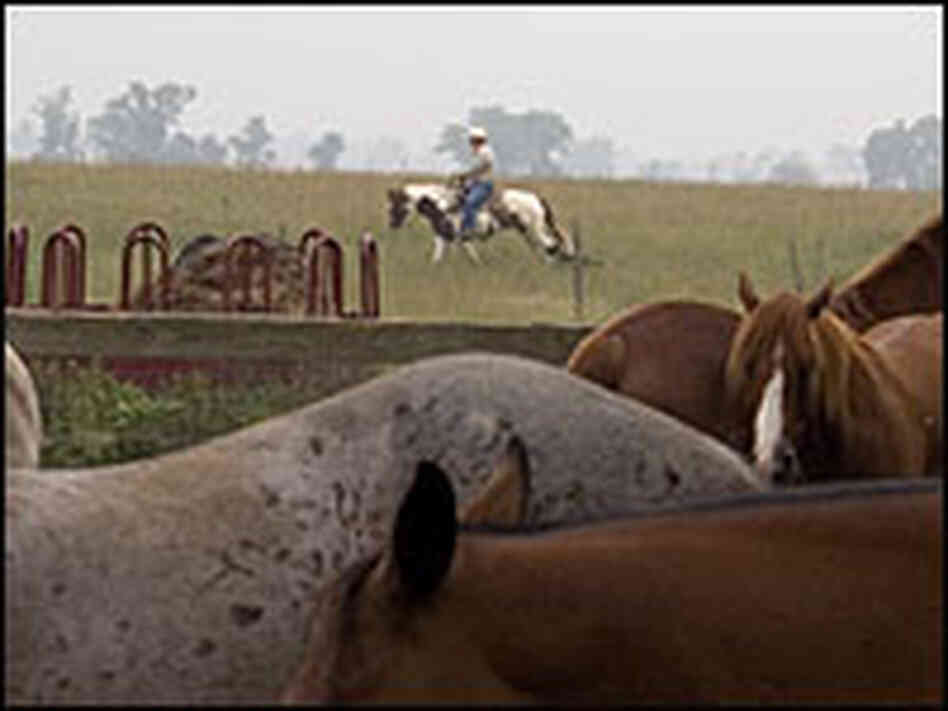 Horses with rider in background