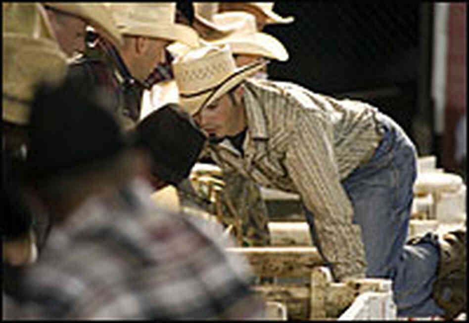 Cowtown cowboys in the bucking chute.