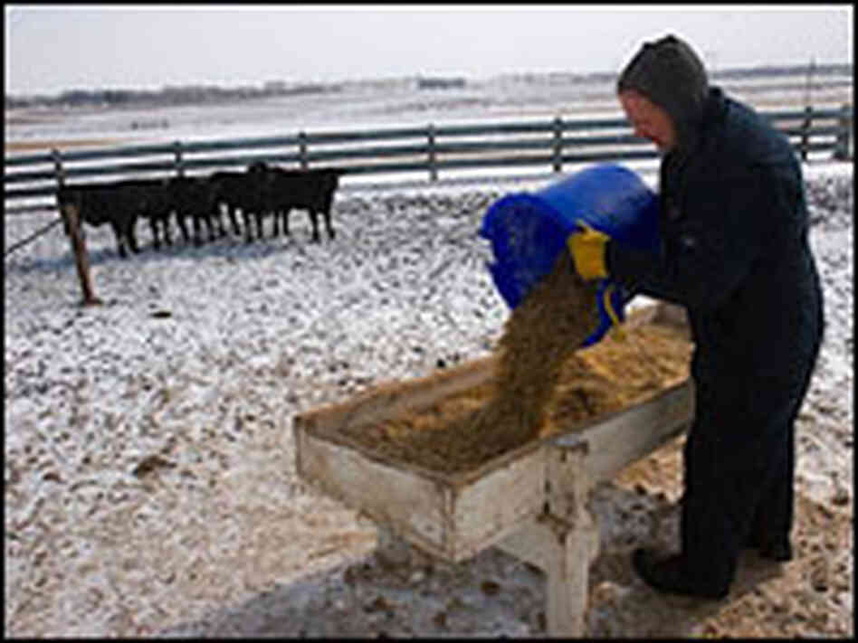 Craig Griffieon feeds cattle on his farm in Ankeny, Iowa.