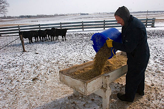 Craig Griffieon feeds cattle on his farm in Ankeny, Iowa.