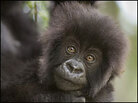 Baby gorilla Baby gorilla