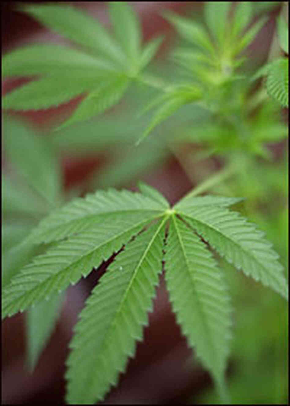 A cannibas plant. A cannibas plant.