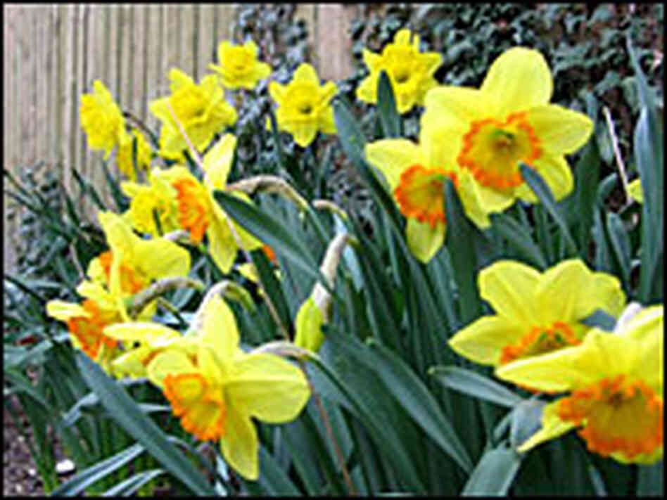 Yellow flowers