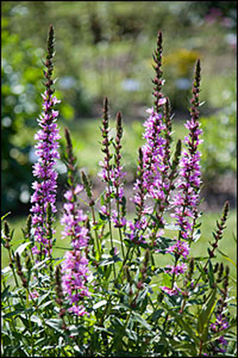 Flowering Predator on the Loose in a D.C. Garden : NPR