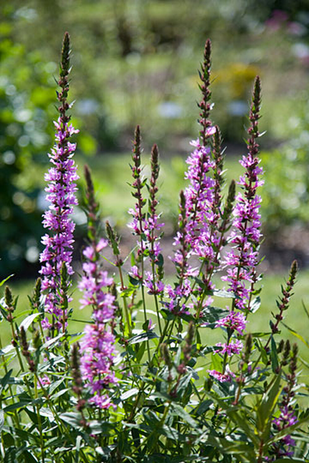 Purple Loosestrife