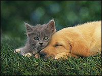 Kitten and sleeping puppy