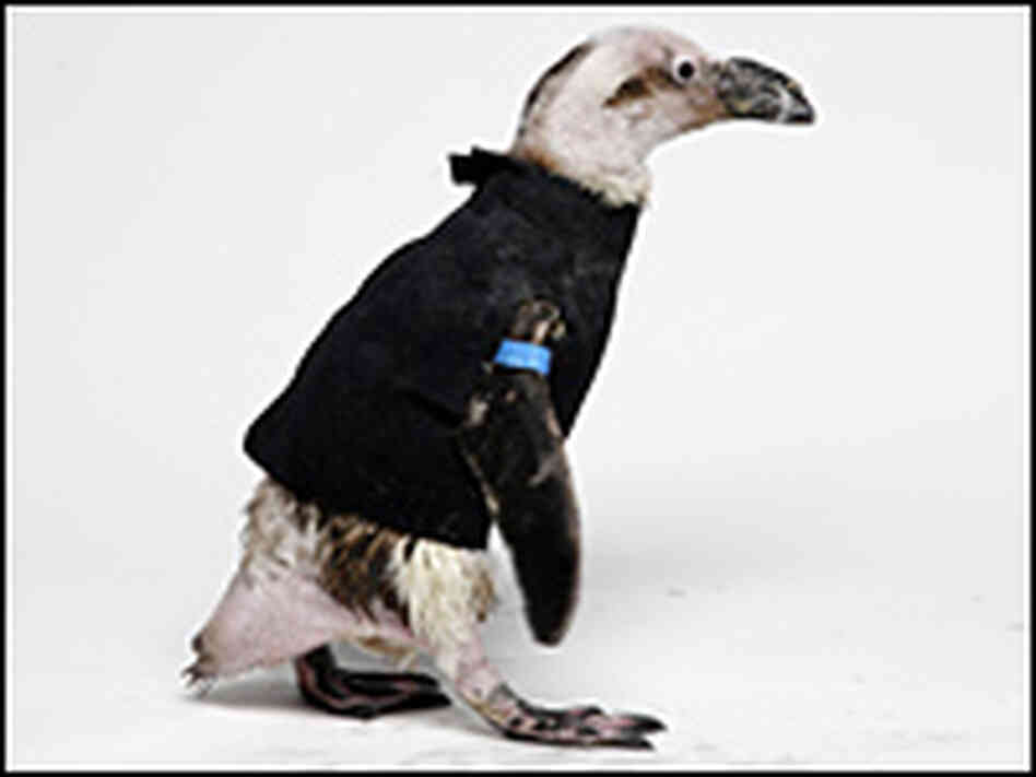 Pierre the Penguin