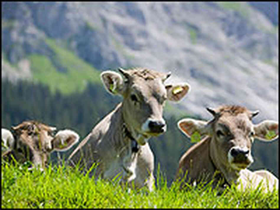 Three cows lying down near Flims, Switzerland. Three cows lying down near Flims, Switzerland.