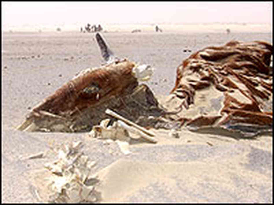 A desiccated cattle carcass in West Africa's Sahel.