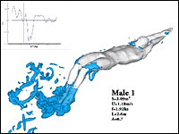 Computer-simulated animation of a male swimmer