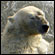 A polar bear struggles in the water off the Alaskan coast on Aug. 15. Credit: Geoff York/World Wildlife Fund.
