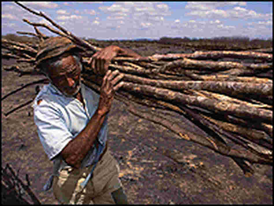 Farmer gathers sticks from burned farmland Farmer gathers sticks from burned farmland