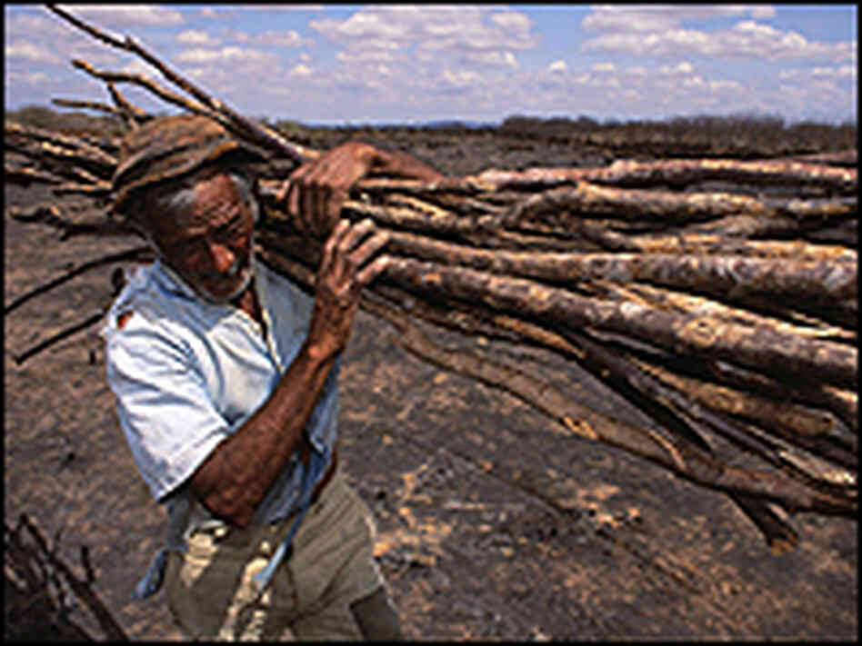 Farmer gathers sticks from burned farmland Farmer gathers sticks from burned farmland