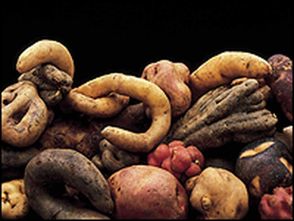 Varieties of Peruvian potato. Varieties of Peruvian potato.