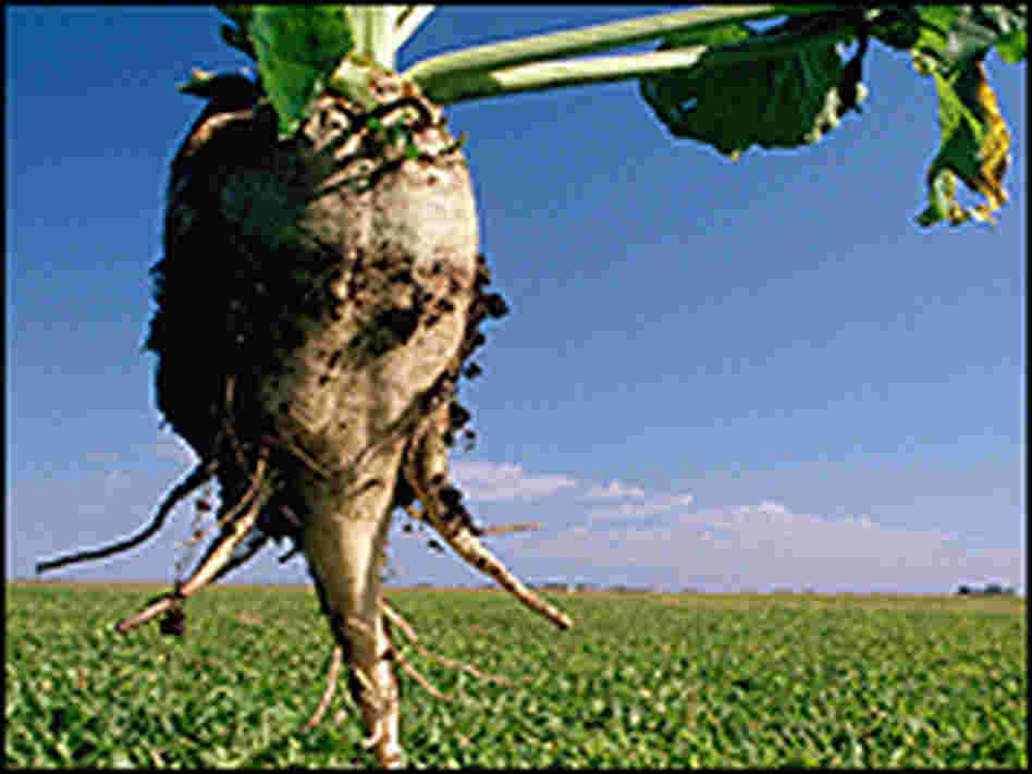 Sugar beet plant and field Sugar beet plant and field