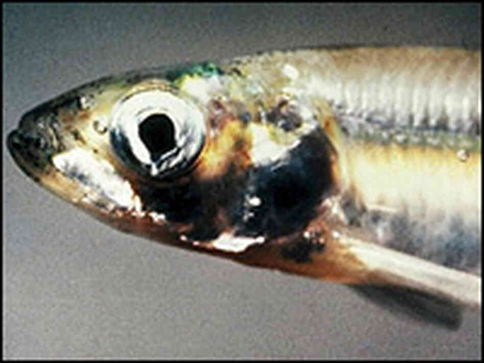 Smelt