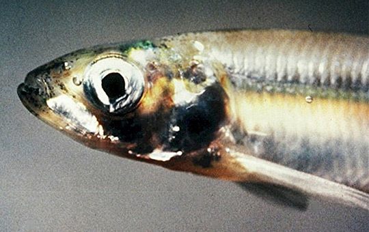 Smelt