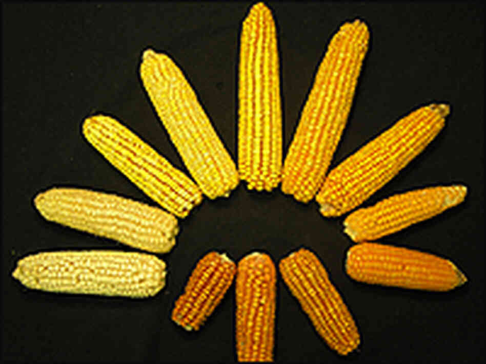 Yellow and orange cobs of corn.