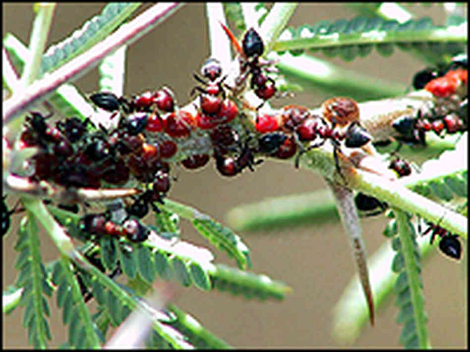 Ants on a tree branch. Ants on a tree branch.