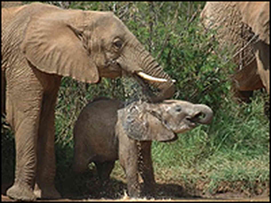 Elephants bathing. Elephants bathing.