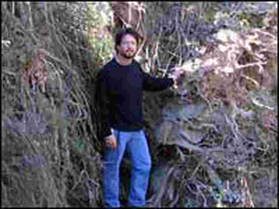 Tree roots