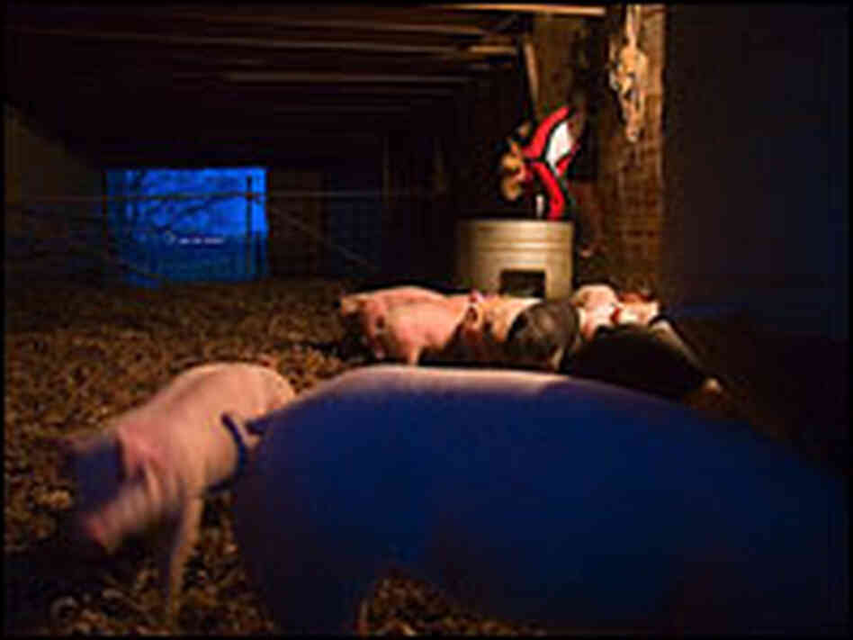 Julia Griffieon dispenses water in the hog barn.