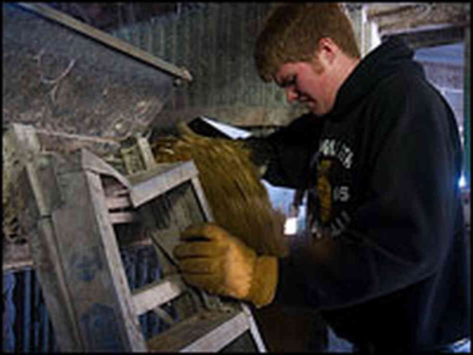 Phillip Griffieon takes silage from the silo to feed to the family's beef cattle.