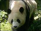 Jingjing the panda is a mascot of the Beijing Olympics. Jingjing the panda is a mascot of the Beijing Olympics.