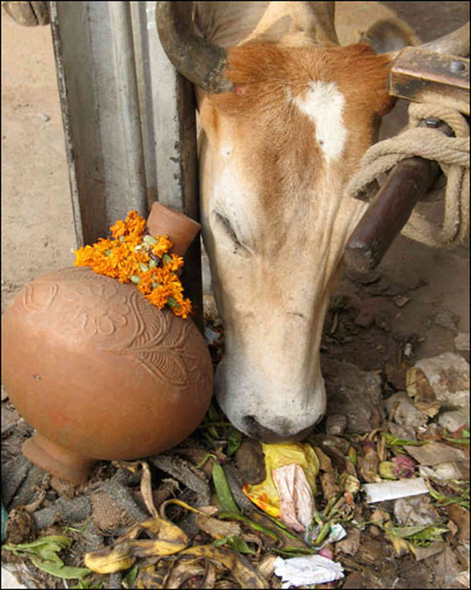 A cow eating garbage. A cow eating garbage.