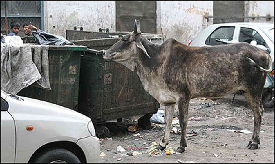 A cow near a garbage bin in India. A cow near a garbage bin in India.